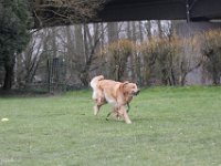 Bendix Obedience Workshop beim VdH Mauer 2016 (16)